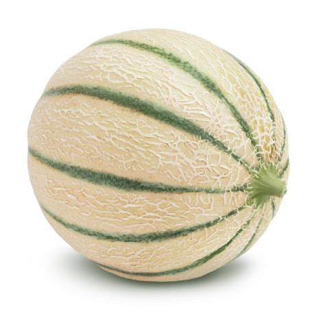 MELON CHARENTAIS 11PCS